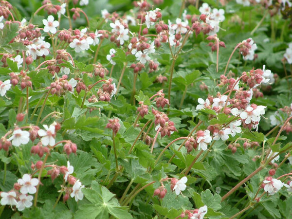 Geranium macrorrhizum Spessart