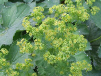 Alchemilla mollis