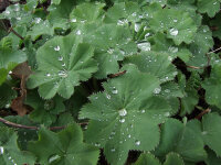 Alchemilla mollis