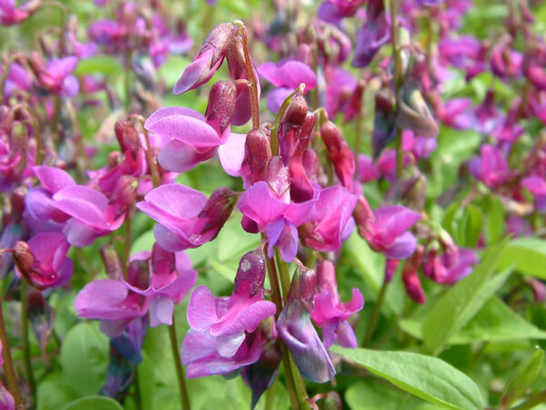 Lathyrus vernus