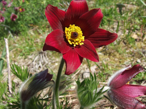 Pulsatilla vulgaris Rote Glocke