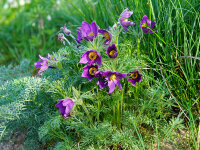 Pulsatilla vulgaris