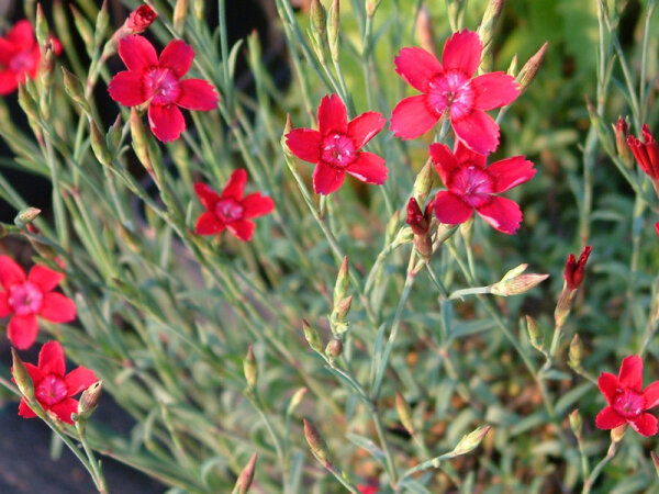 Dianthus deltoides Leuchtfunk