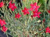 Dianthus deltoides Leuchtfunk