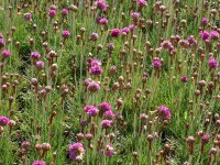 Armeria maritima Splendens