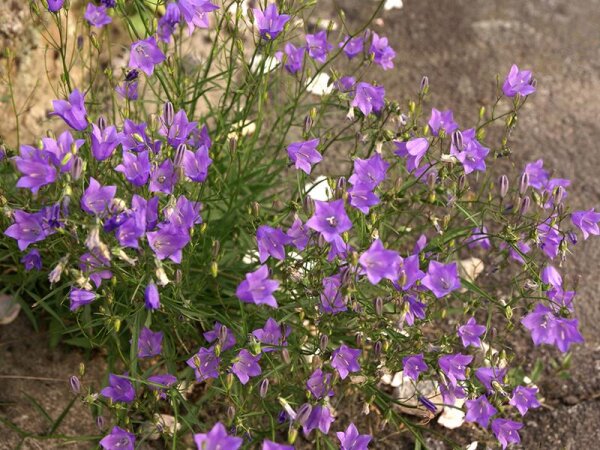 Campanula rotundifolia