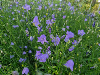 Campanula rotundifolia