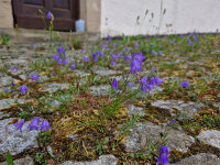 Campanula rotundifolia