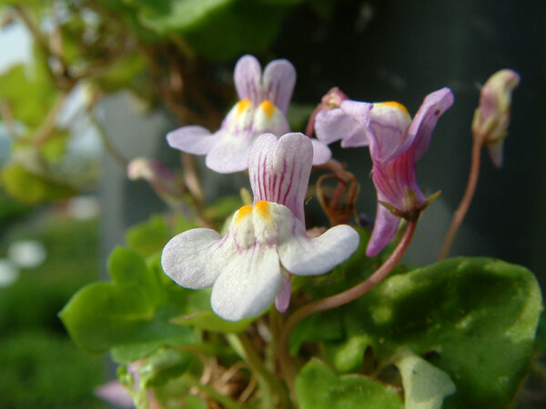 Cymbalaria murialis