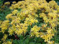 Sedum floriferum Weihenstephaner Gold