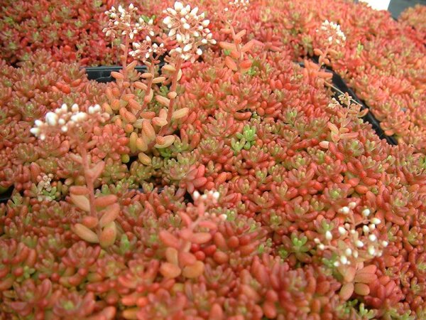 Sedum album Coral Carpet