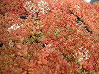 Sedum album Coral Carpet