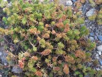 Sedum sexangulare