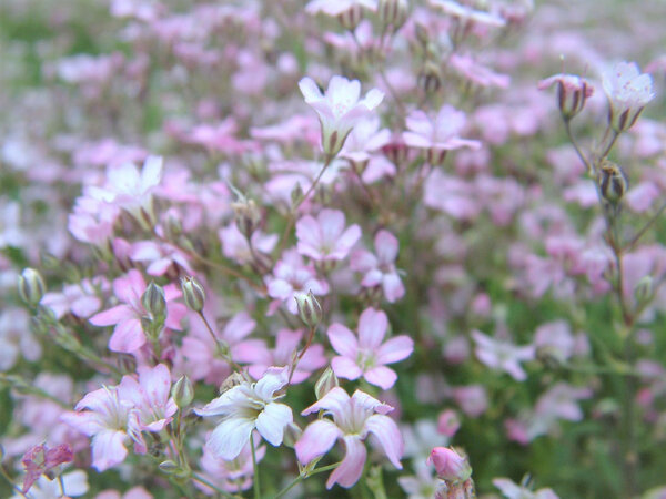 Gypsophila repens Rosea