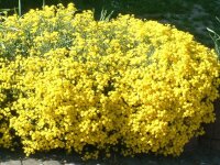 Alyssum saxatile Compactum