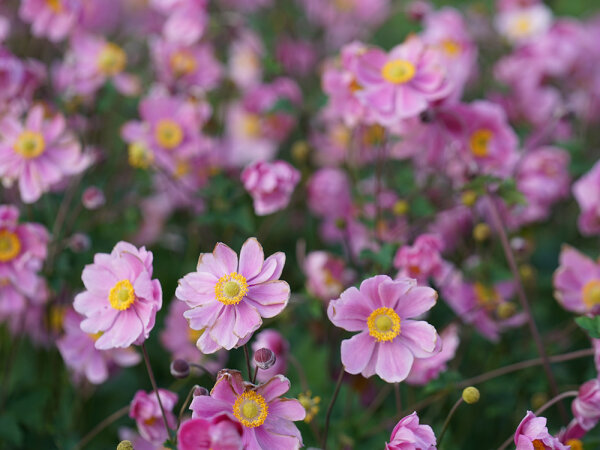 Anemone Autumn-Single-Group Serenade