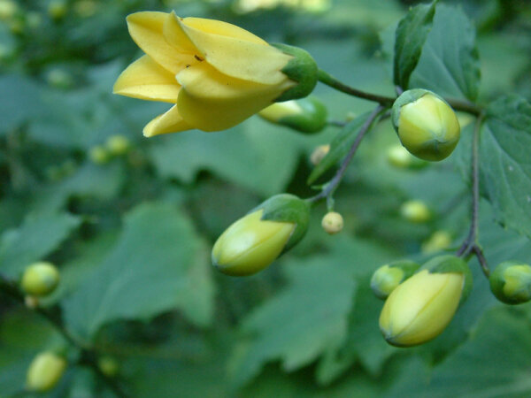 Kirengeshoma palmata