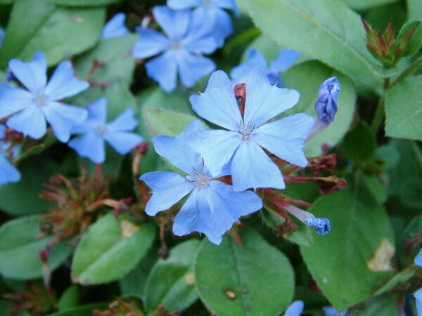 Ceratostigma plumbaginoides