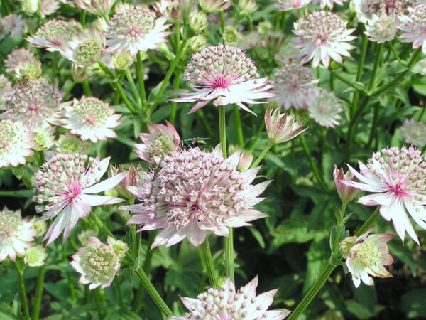 Astrantia major