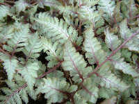 Athyrium nipponicum Metallicum