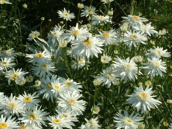 Leucanthemum x superbum Christine Hagemann