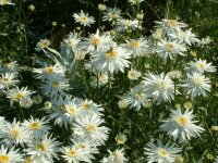 Leucanthemum x superbum Christine Hagemann