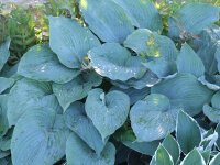 Hosta Blue Angel