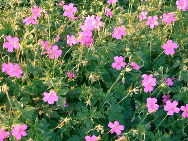 Geranium x oxonianum Rosenlicht