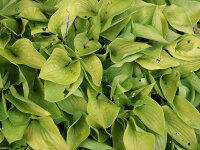 Hosta Gold Edger