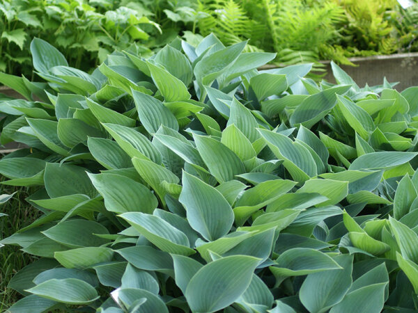 Hosta Tardifolia-Hybr. Halcyon