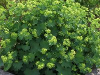 Alchemilla epipsila