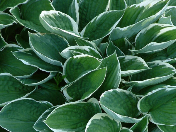 Hosta Fortunei-Hybr. Francee