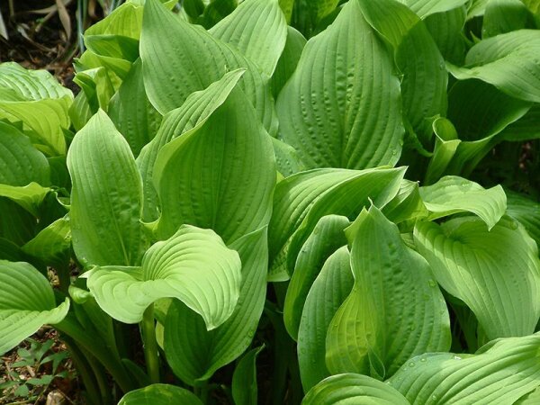 Hosta Plantaginea-Hybr. Royal Standard