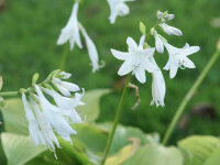 Hosta Plantaginea-Hybr. Royal Standard