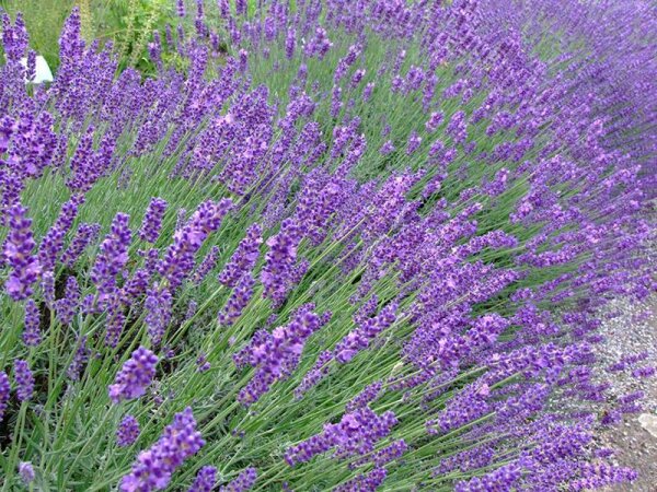 Lavandula angustifolia Hidcote Blue