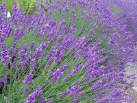 Lavandula angustifolia Hidcote Blue
