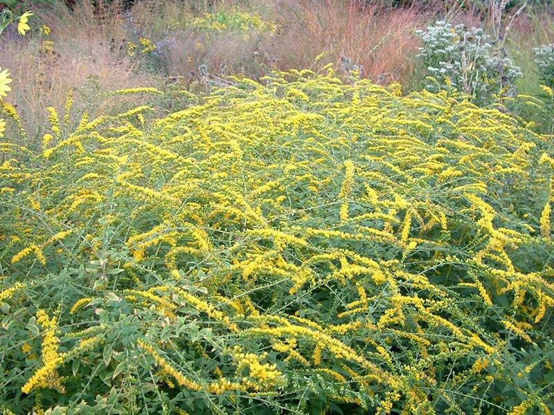 Solidago rugosa Sparkler