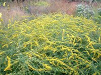 Solidago rugosa Sparkler