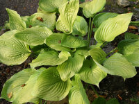 Hosta Sum and Substance