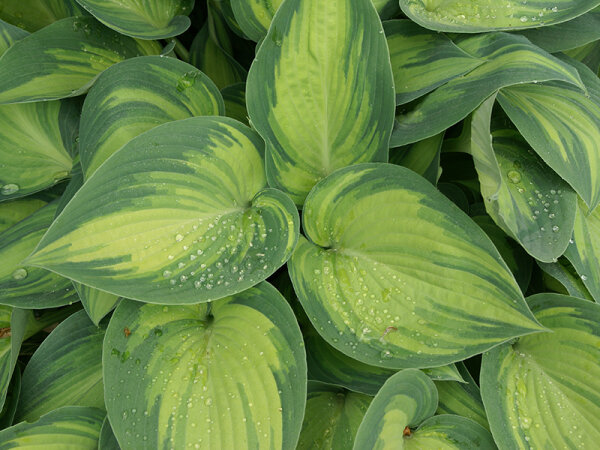 Hosta June