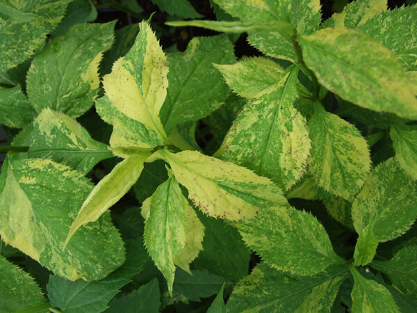 Solidago flexicaulis Variegata