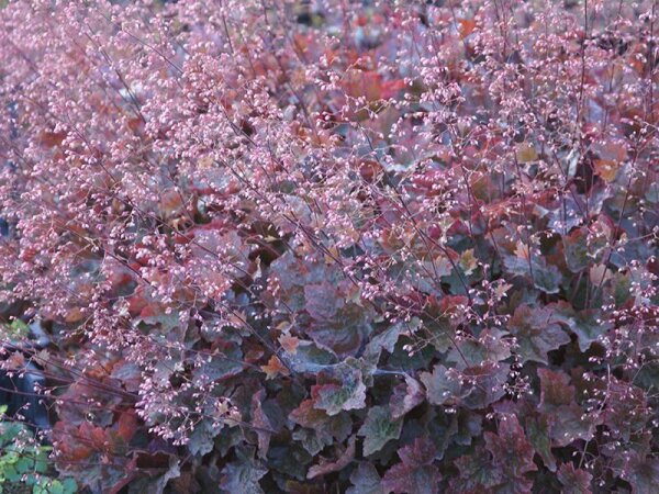 Heuchera micrantha Rachael