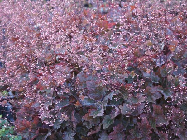 Heuchera micrantha Rachael