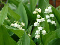 Convallaria majalis