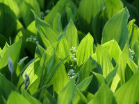 Convallaria majalis