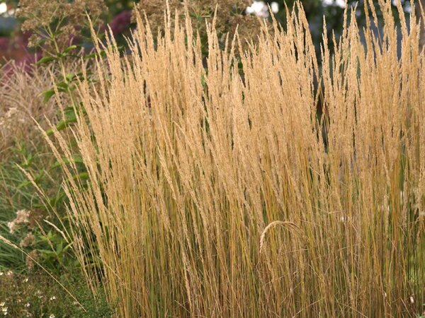 Calamagrostis X Acutiflora Karl Foerster Die Staudengartnerei