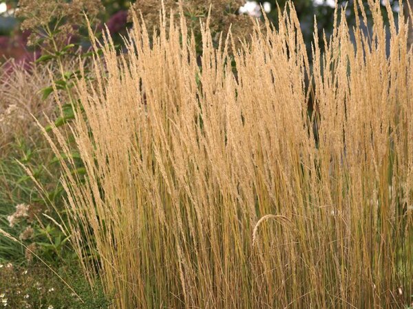 Calamagrostis x acutiflora Karl Foerster