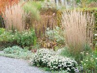 Calamagrostis x acutiflora Karl Foerster