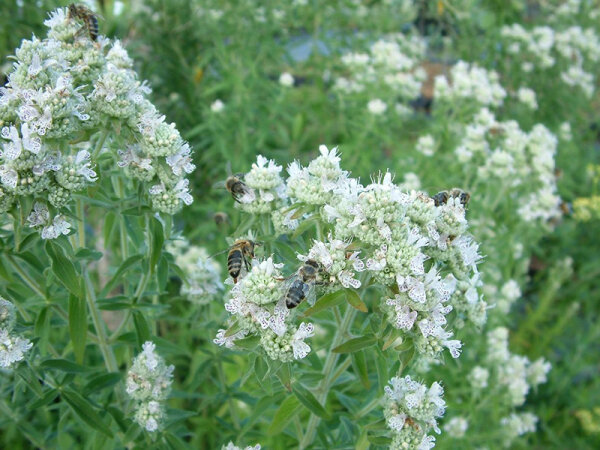 Pycnanthemum pilosum