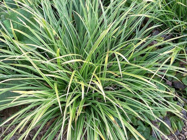 Carex morrowii Variegata